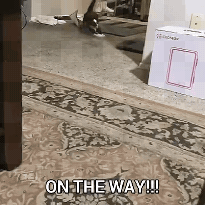 Cat Walking Across Rug With On The Way GIF