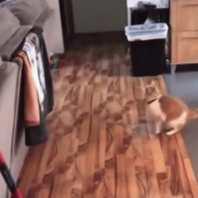 Cat Walking Across Wooden Floor GIF