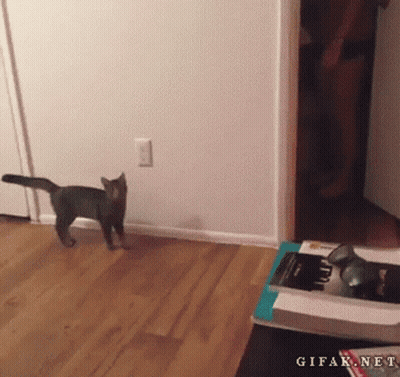 Cat Walking Across Wooden Floor GIF