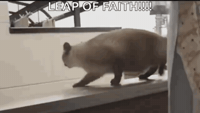 Cat Walking Across Wooden Floor