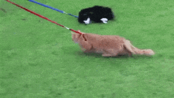 Cat Walking And Cat Getting Dragged GIF