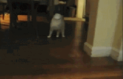 Cat Walking Cup Stuck On Face GIF