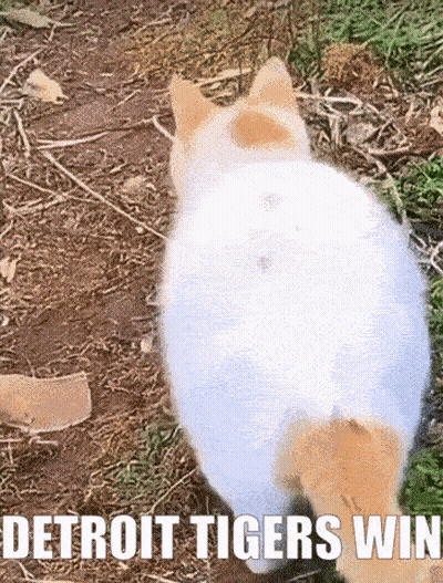 Cat Walking Detroit Tigers Win GIF