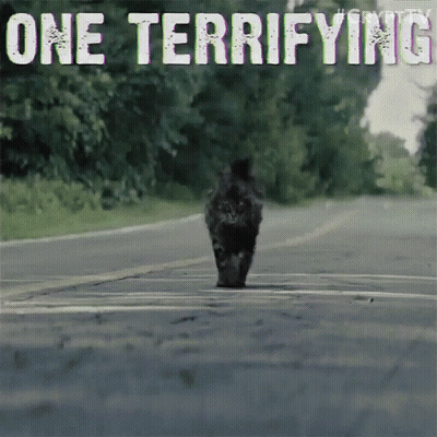 Cat Walking Down Road Saying One Terrifying