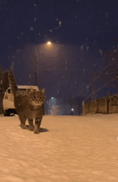 Cat Walking Down Snowy Street GIF