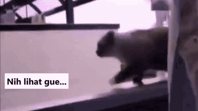 Cat Walking Down Staircase GIF