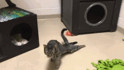 Cat Walking Dragging Feet Funny GIF
