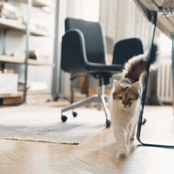 Cat Walking Feline Fine House GIF