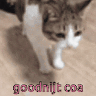 Cat Walking Goodnight Coa GIF