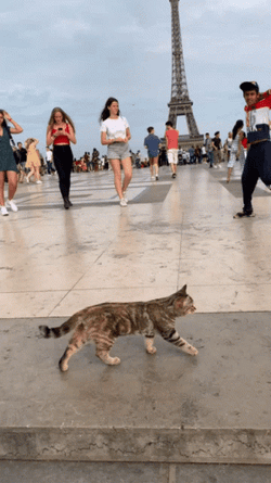 Cat Walking In Paris GIF