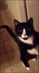 Cat Walking Like Human GIF