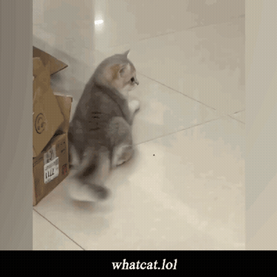 Cat Walking Next To Box Saying Llz GIF