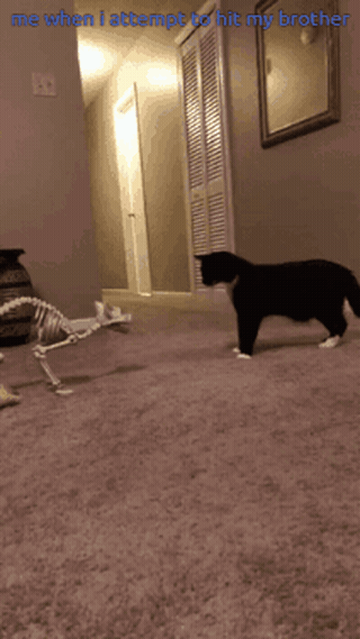 Cat Walking Next To Skeleton Me When I Attempt To Hit My Brother GIF