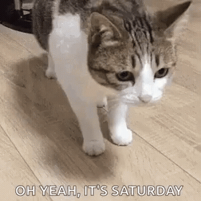 Cat Walking Oh Yeah It's Saturday GIF