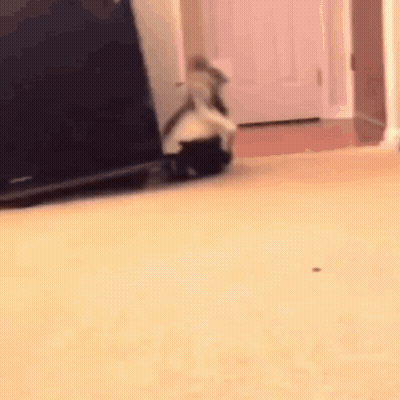 Cat Walking On Carpeted Floor GIF