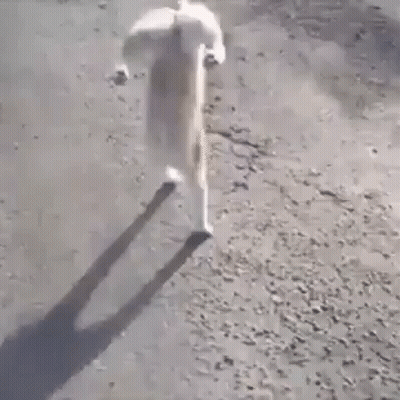 Cat Walking On Hind Legs On Dirt Path GIF