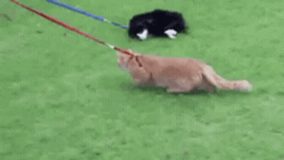 Cat Walking On Leash With Shadow GIF