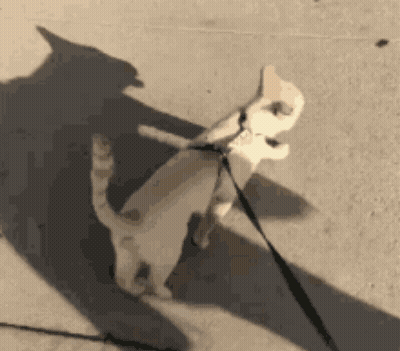 Cat Walking On Leash With Shadow GIF