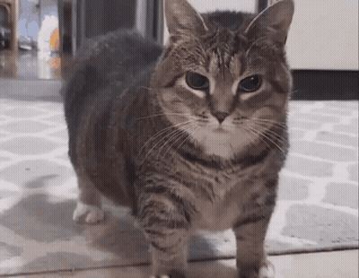 Cat Walking On Rug In Living Room GIF