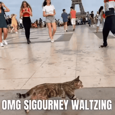 Cat Walking On Tiled Floor In Front Of People GIF