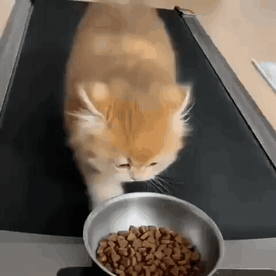 Cat Walking On Treadmill Eating GIF
