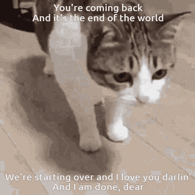 Cat Walking On Wood Floor Saying You're Coming Back GIF