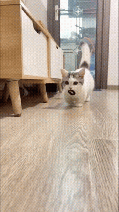 Cat Walking On Wooden Floor GIF