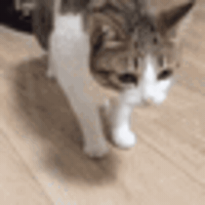 Cat Walking On Wooden Floor GIF