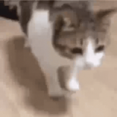 Cat Walking On Wooden Floor Blurry Photo GIF