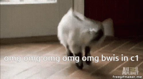 Cat Walking On Wooden Floor Saying Omg Omg Omg Omg Bwis In C1 GIF