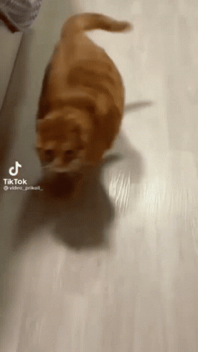 Cat Walking On Wooden Floor TikTok GIF