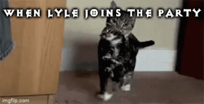 Cat Walking On Wooden Floor When Lyle Joins Party GIF