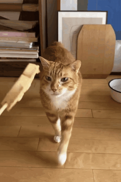 Cat Walking On Wooden Floor With Bowl GIF