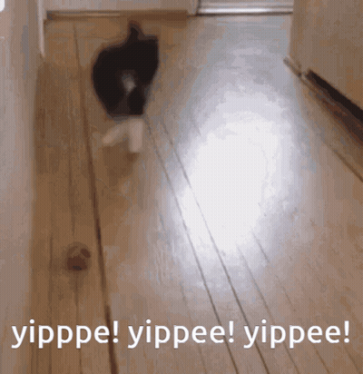 Cat Walking On Wooden Floor Yippee GIF