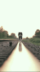 Cat Walking Reflective Line Cool GIF