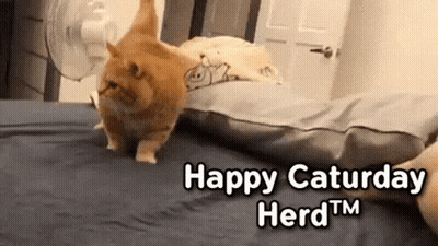 Cat Walking Saying Oh Yeah It's Saturday GIF