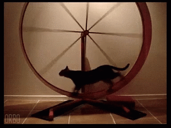 Cat Walking Spinning Wheel GIF