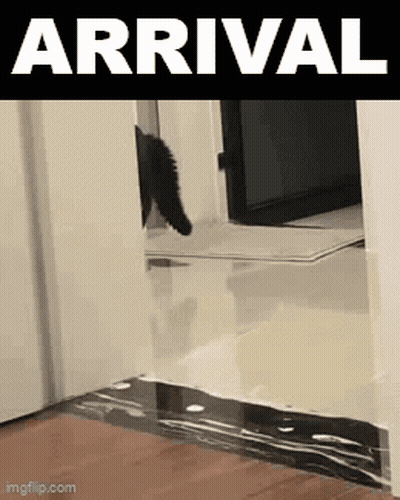 Cat Walking Through Door Saying Arrival GIF