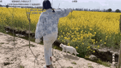 https://gifdb.com/images/thumbnail/cat-walking-through-flower-field-h4ws78v785czmvmr.gif
