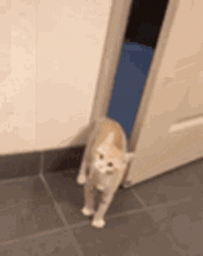 Cat Walking Through Open Door On Tile Floor GIF