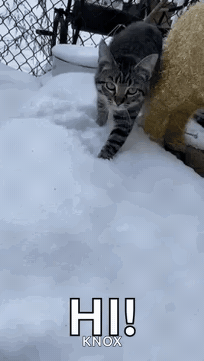 Cat Walking Through Snow Saying Hi Knox GIF