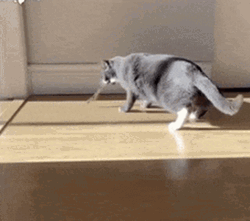 creepy cat walk gif