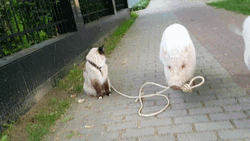 Cat Walking With Baby Pigs GIF