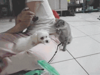 Cat Wants The Dog To Back Off GIF