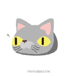 Cat Watches Insect GIF