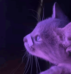 Cat Watching Blade Runner 2049 GIF