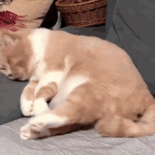 Cat Waving Body Dreaming
