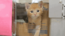 Cat Waving From Inside GIF