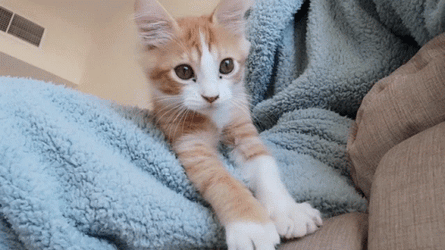 Cat Waving Ginger Colored GIF