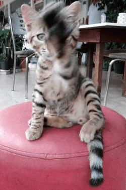 Cat Waving Rounding Paws GIF